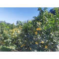 Fresh Fruit Organic Honey Pomelo High Quality